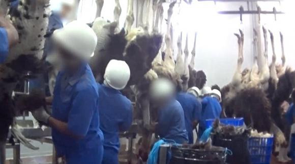 Đoạn video cho thấy cảnh đà điểu bị dốc ngược lên rồi cắt cổ họng. Ảnh: Peta