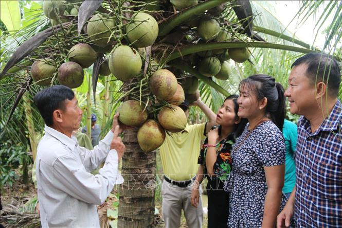 Theo người dân, dừa sáp trồng khoảng 3-4 năm sẽ cho quả. Ảnh: Baotintuc