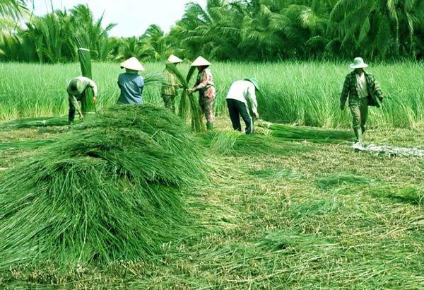 Theo người dân vùng Vũng Liêm (Vĩnh Long), sau khi trồng khoảng 4-5 tháng là có thể thu hoạch. Ảnh: M.A