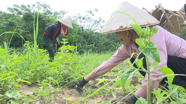 Vì vậy, các hộ dân trồng 500-600m2 cũng kiếm được hàng chục triệu đồng. Ảnh: Dân Việt