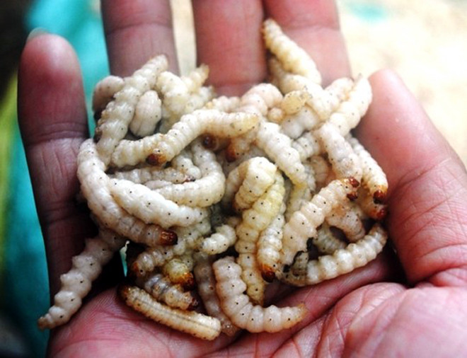 Nhìn bên ngoài, sâu tre dài cỡ 2 đốt ngón tay, màu trắng ngần. Khác với sâu chít, sâu tre béo ngậy hơn và thường để chế biến các món ăn. Ảnh: Vietnamnet