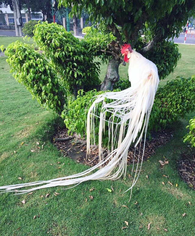 Gà Onagadori nguồn gốc từ Nhật Bản được nuôi chủ yếu để làm cảnh. Tại nước ta, giống gà này đã được nhân giống thành công với bộ đuôi dài hơn 2m. Ảnh: Dân trí