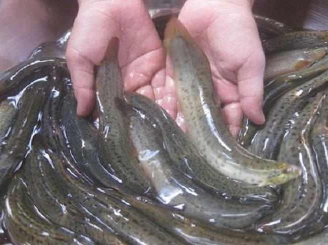 Loài cá này có kích thước lớn, dài đến 90cm và có thể nặng từ 0,5-2kg. Ảnh: Zing
