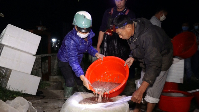 Cứ vào tháng 10 Âm lịch hàng năm, người dân xã Bình Lãng (huyện Tứ Kỳ, Hải Dương) lại tất bật với vụ thu hoạch rươi đầu mùa. Ảnh: Giadinhnet