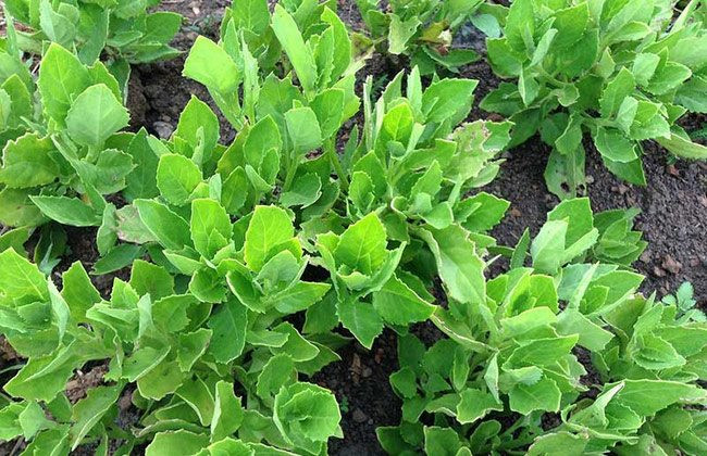 Trước đây, bầu đất (hay còn gọi kim thất, thiên hắc địa hồng) là loại rau mọc dại trong vườn nhà, ven rừng ven suối không mấy ai để ý. Thế nhưng, nay bầu đất được nhiều người sành ăn "săn lùng". Ảnh: Internet