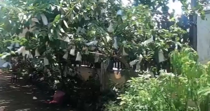 Ngôi nhà khang trang, khoảng sân rộng và được trang trí nhiều cây kiểng. Ảnh chụp màn hình