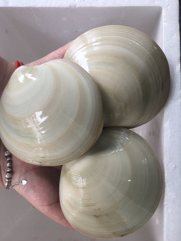 Thời gian gần đây, tại các cửa hàng hải sản nhập khẩu xuất hiện loại sò bơ Mỹ với giá 450.000 đồng/kg. Ảnh: Daohaisan.