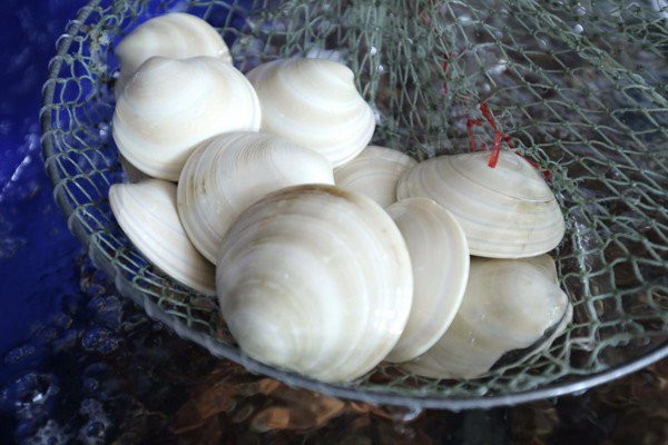 Sò bơ Mỹ có hình dáng tương tự như ngao của Việt Nam nhưng có kích thước lớn hơn (từ 3-7 con/kg). Ảnh: Daohaisan.