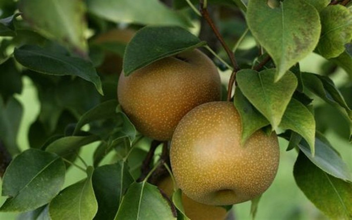 Lê Nhật có vỏ mịn màu vàng nâu. Ảnh: GardenerDirect.