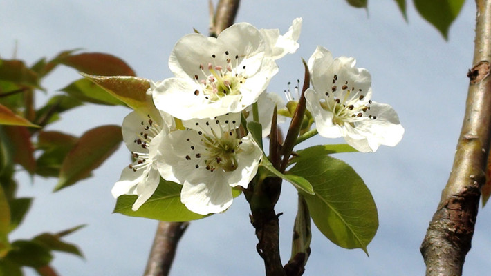 Tháng 4 về, từng bông hoa lê sẽ được thụ phấn bằng tay. Ảnh: GardenerDirect.