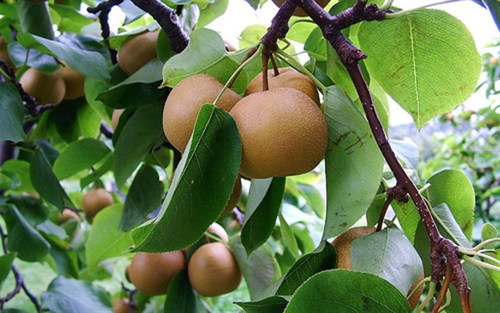 Khi đậu quả, những trái mọc thừa bị loại bỏ để dành chỗ cho ra nhiều trái lê to và ngon hơn. Ảnh: GardenerDirect.