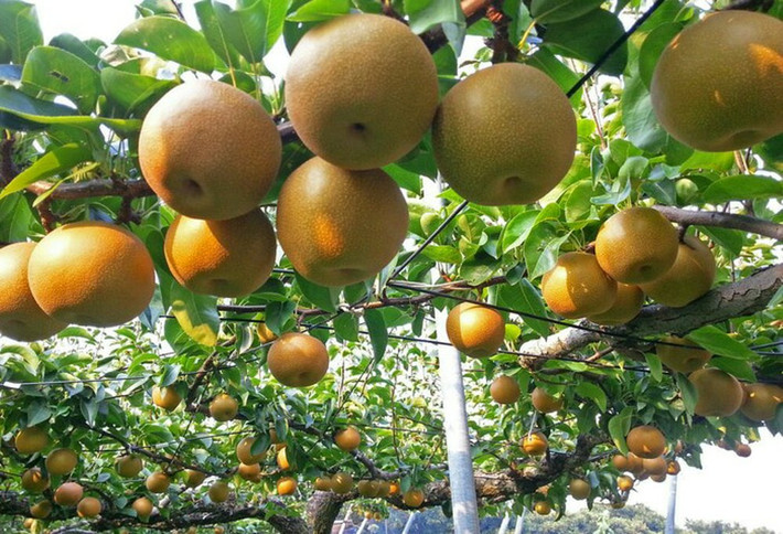 Mặc dù phương thức sản xuất có sự khác biệt theo từng giống lê nhưng thời gian thu hoạch và đưa hàng ra thị trường thường rơi vào khoảng tháng 8 đến tháng 10. Ảnh: Edimentals.