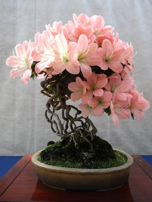 Từ lâu đỗ quyên được người Nhật chuộng làm bonsai bài trí trong nhà hoặc sân vườn. Cây thường không cao quá, có dạng bụi (bó) nên hoa nở xòe trên bề mặt xung quanh cây rất đẹp. Ảnh: Phonglado.