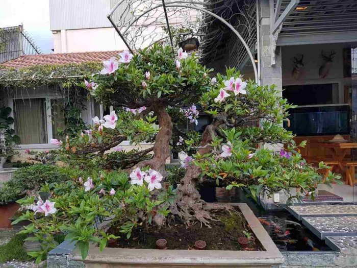 Đỗ quyên bonsai có thể cao từ 20cm đến 1 mét với nhiều hình dáng khác nhau. Ảnh: Vantungnien.
