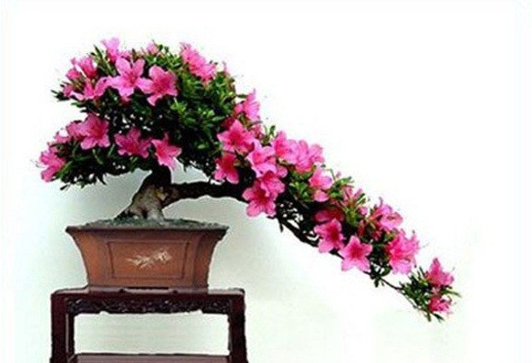 Cây đỗ quyên ít lá, hoa nhiều và kết thành chùm rất sai hoa và rực rỡ nên rất thu hút. Ảnh: Hoadepviet.