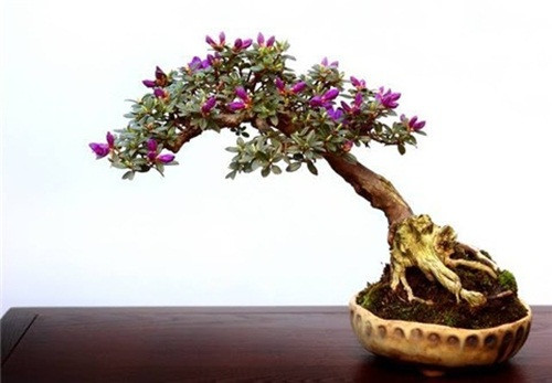 Đỗ quyên mini để bàn hút hồn chị em công sở. Ảnh: BonsaiArt.