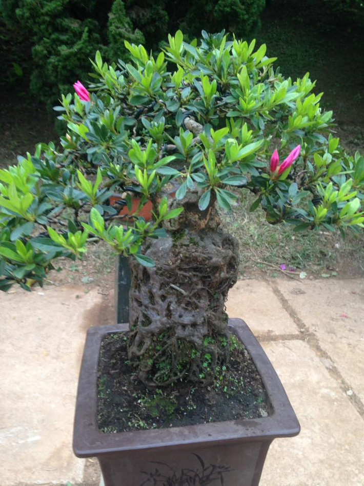Bonsai đỗ quyên gốc "khủng" được chủ nhân rao bán với giá 50 triệu đồng. Ảnh: FB Lợi Sinh Vật Cảnh.