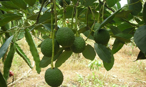 Cây bơ đang dần trở thành loại cây được ưa chuộng tại Lâm Đồng. Ngoài những giống bơ được tuyển chọn tại địa phương, thì giống bơ Mỹ nhập khẩu cũng được bà con quan tâm. Ảnh: Kinhtevadubao.