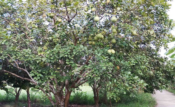 Cứ mỗi độ thu về, vùng quê Thủy Biều lại vào mùa thu hoạch thanh trà. Thanh trà Thủy Biều (TP Huế, tỉnh Thừa Thiên - Huế) là một đặc sản nức tiếng đất cố đô. Ảnh: TNMT.