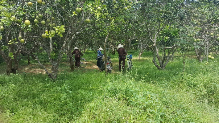Thanh trà thuộc họ bưởi nhưng quả bé hơn, da xanh, vỏ mỏng, múi dày. Đặc biệt, thanh trà khác các giống bưởi ở chỗ, vỏ thanh trà có mùi tinh dầu thơm nhẹ rất đặc trưng, múi thanh trà nhiều nước nhưng không nhão, ăn có vị ngọt mát và hơi the cay. Ảnh: Huecattuong.