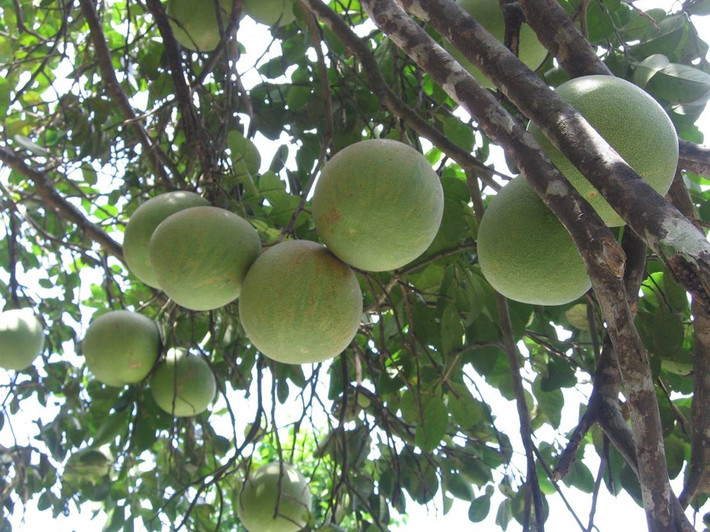 Khoảng rằm tháng 8 âm lịch hàng năm, những vườn cây thanh trà Thủy Biều bắt đầu chín mọng và tỏa hương thơm dìu dịu. Ảnh: Hue.