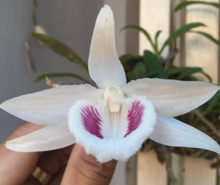 Mới đây nhất, ngày 25/9, gốc lan giả hạc 5 cánh trắng độc nhất Việt Nam từ Ninh Thuận đã được câu lạc bộ hoa lan đột biến sông Hàn (Đà Nẵng) mua với giá khủng gần 7 tỷ đồng. Ảnh: Plo.
