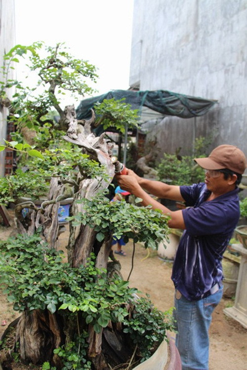 Lũa rin là phần lũa và phần sống của cây đều thuộc trên một cây, cây sống tình trạng "nửa sống nửa chết". Ảnh: Baobinhdinh.