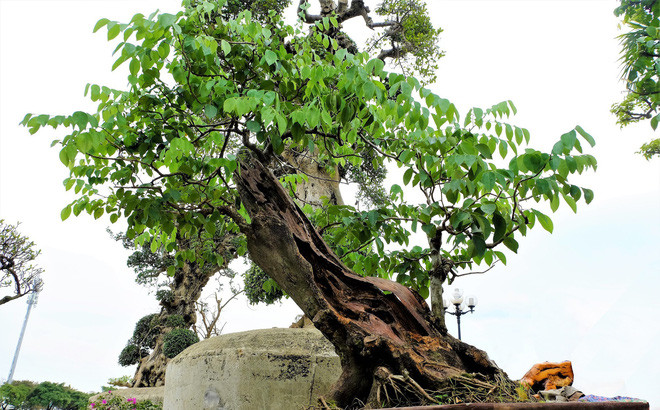 Một gốc cây sưa đỏ gỗ lũa được nhà vườn ở Đồng Nai tạo tác thành chậu bonsai đẹp mắt và rao giá lên tới 1,4 tỷ đồng. Ảnh: Vietnamnet.