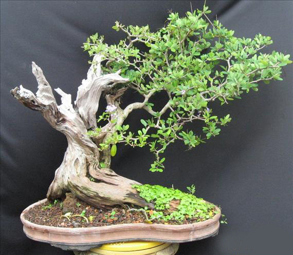Tuyệt tác lũa trên cây linh sam. Ảnh: Tapchibonsai.