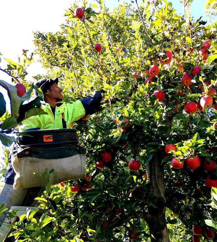 Táo Envy thu hoạch từ tháng 4. Trước khi hái, táo được kiểm tra kỹ từng quả. Ảnh: Han Fruit.