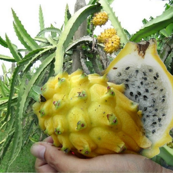 Giống thanh long vàng lúc trái non có màu vàng nhạt và vàng xanh, nhưng khi chín sẽ ngả hẳn sang màu vàng tươi. Ruột màu trắng, khi chín vị ngọt hơn loại thường. Ảnh: Hatgionghoa.