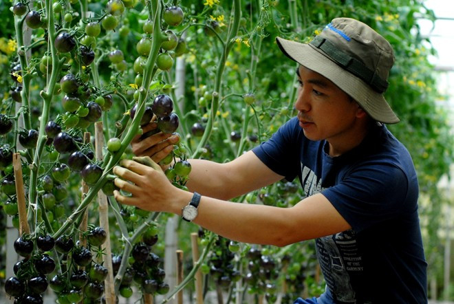 Cách đây vài năm, cơn sốt của loại cà chua đen trồng Đà Lạt đẩy gián bán của nó lên rất cao từ 140.000 - 200.000 đồng/kg. Ảnh: Foody.