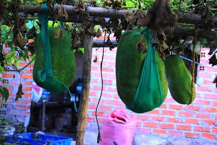 Do trái quá nặng nên bí đao được buộc lại bằng dây rất chắc chắn. Ảnh: Dân Việt.