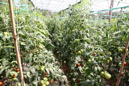 Giá bán cà chua khổng lồ tại vườn dạo động từ 15.000 - 30.000 đồng/kg, cao gấp nhiều lần cà chua thường. Ảnh: Nld.