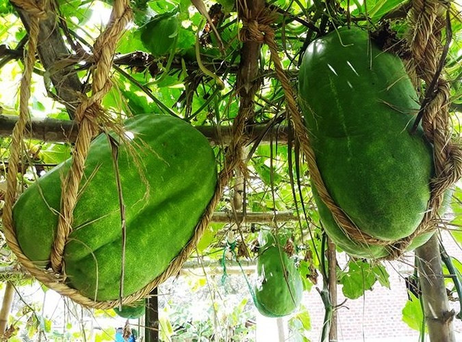 Để tạo ra bí đao "khủng", người dân trong làng chỉ cần bón những chất có sẵn từ địa phương như: phân chuồng, xác bánh dầu...Ảnh: Dân Việt.