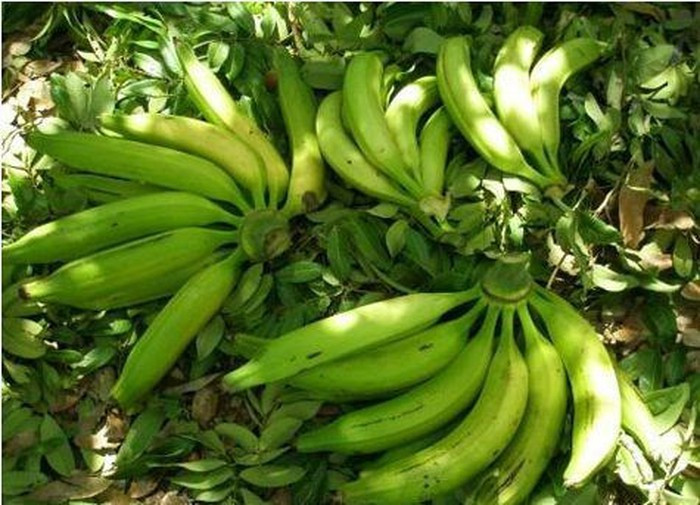 Để trồng một vườn chuối tá quạ không hề đơn giản, bởi cây ít đâm chồi, mỗi cây mẹ thường chỉ có 2 – 4 con nên phải mang cây đi nhân giống về trồng. Ảnh: Zing.