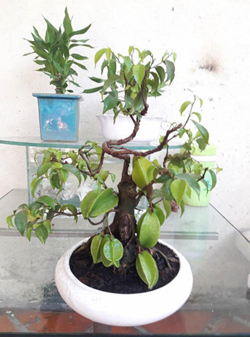 Thân cây mọc ra nhiều nhánh khỏe khoắn, uốn lượn. Ảnh: FB Trung Le.