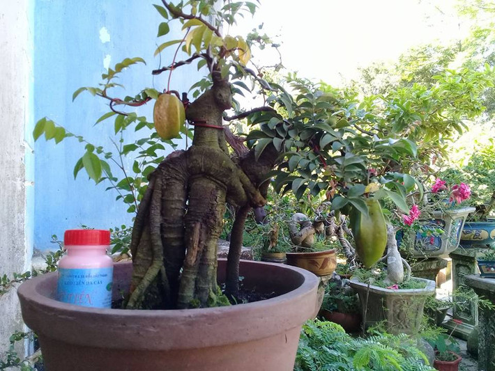 Thân cây quấn lại với nhau độc đáo. Ảnh: FB Le Van Cuong.