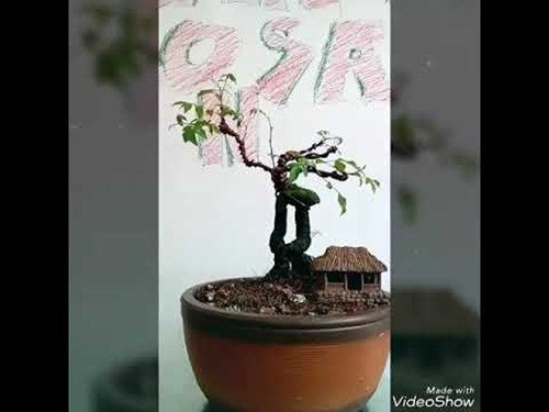 Chậu khế bonsai để bàn như được ghép từ hai thân lại với nhau. Ảnh: Youtube.