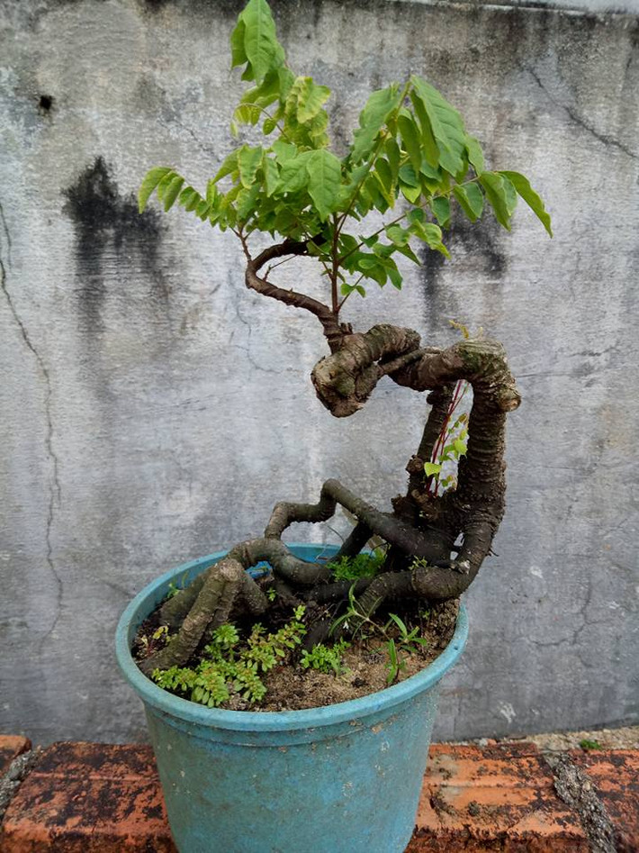 Cây khế được biến tấu ngẫu hứng theo dáng thế có sẵn. Ảnh: FB Nguyễn Đức Nhựt.