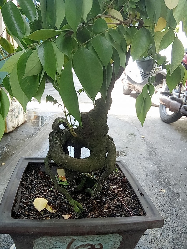 Khế bonsai mini dáng long. Ảnh: Bonsai Da Nang.