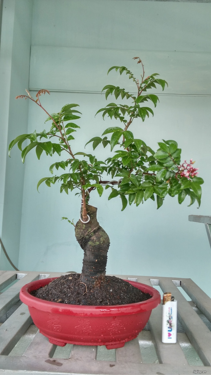 Một gốc khế Nhật mini được chủ nhân rao bán 250.000 đồng. Ảnh: 5giay.