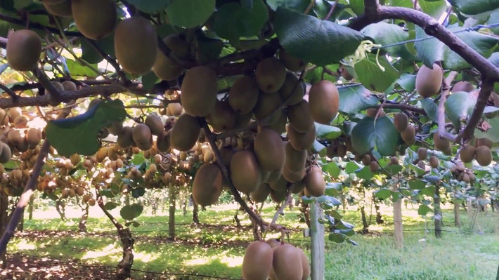 Quả Kiwi - vua của các loại trái cây được trồng nhiều ở đảo phía bắc và trong khu vực Nelson trên đảo Nam ở New Zealand. Ảnh: Youtube.