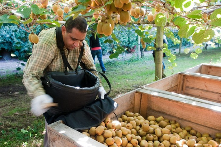 Vào mùa thu hoạch, quả kiwi sẽ được kiểm tra về độ chín, chất lượng trước khi được phân loại. Ảnh: Printest.