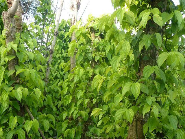 Trầu Vị Thủy lá trầu vàng, hương vị cay nồng. Sau 4 – 5 tháng xuống giống dây trầu sẽ bắt đầu cho lá, cứ nửa tháng lại hái một lần. Ảnh: Motgocpho.