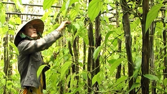 Theo thông tin trên báo SGGP, những ngày đầu tháng 9/2018, người trồng trầu ở huyện Vị Thủy (Hậu Giang) vui mừng khi lá trầu được giá. Ảnh: Sggp.