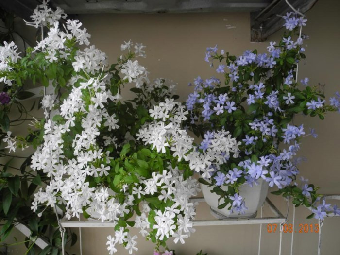 Mang một vẻ đẹp tinh tế và nhã nhặn, hoa thanh xà, bạch xà nở rộ vào cuối thu sẽ khiến ban công thêm sang trọng nhưng không kém phần lãng mạn. Ảnh: Hoala.