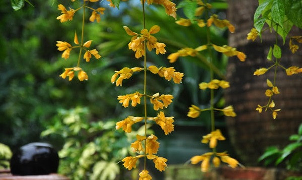 Có thể nói ít loài hoa tạo thành chuỗi dài màu vàng mềm mại đến cả mét với chuỗi hoa lâu tàn kéo dài đến cả tháng như lan hoàng dương. Ảnh: Caycanhthanglong.