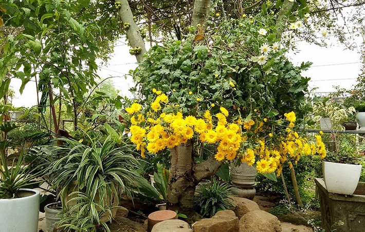 Nhiều người còn ví von rằng, hoa cúc vàng rực như vậy là vì nó đã gom hết nắng hè, để sưởi ấm cho mùa thu. Ảnh: Internet.