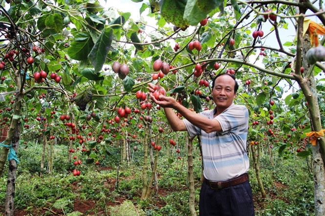 Gần 1 năm sau khi TS Phạm S, Phó Chủ tịch UBND tỉnh Lâm Đồng, công bố kết quả nghiên cứu về cây siêu quả Magic S hay còn gọi là cà chua thân gỗ, đến nay Lâm Đồng đã có khoảng 30ha trồng Magic S. Ảnh: Nongnghiep.